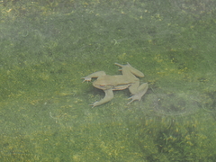 Bufo bankorensis