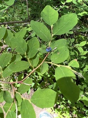 Vaccinium ovalifolium