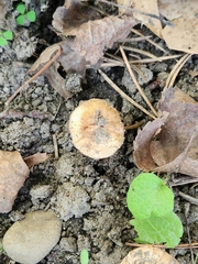 Asterophora lycoperdoides
