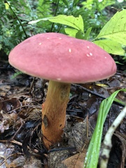 Baorangia bicolor