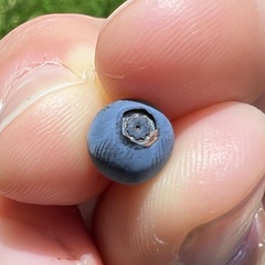 Vaccinium ovalifolium