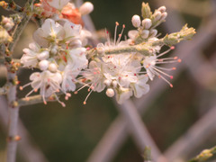 Eriogonum wrightii