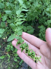 Dasistoma macrophylla