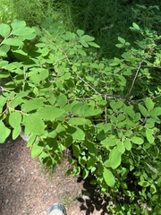 Vaccinium ovalifolium