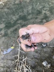 Lithobates blairi