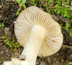 Asterophora lycoperdoides