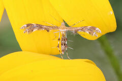 Dejongia lobidactylus