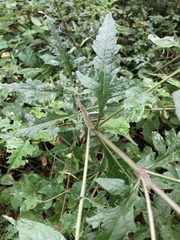 Dasistoma macrophylla