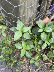 Acalypha virginica