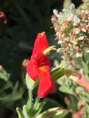 Erythranthe cardinalis