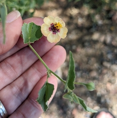Abutilon incanum