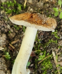 Asterophora lycoperdoides