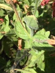 Erythranthe cardinalis