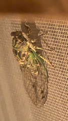 Neotibicen linnei