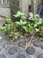 Acalypha virginica