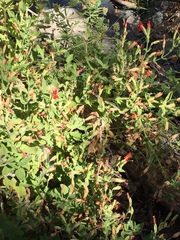 Erythranthe cardinalis