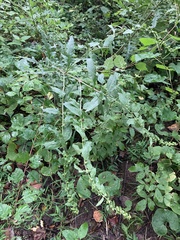 Dasistoma macrophylla