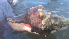 Triplofusus giganteus