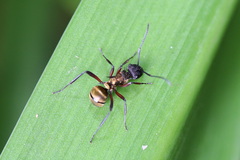 Polyrhachis rufifemur