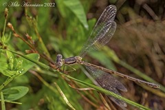Lestes rectangularis