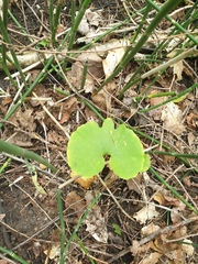 Sanguinaria canadensis