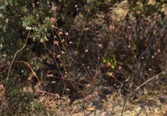 Eriogonum elongatum