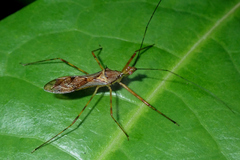Harpactorini