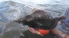 Triplofusus giganteus