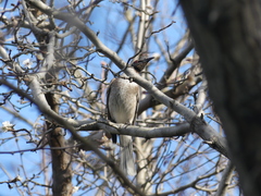 Philemon corniculatus