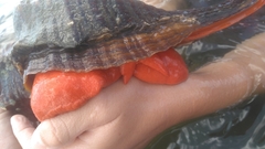 Triplofusus giganteus