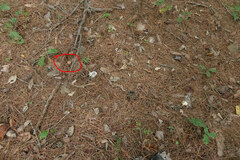 Lycoperdon