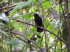 Amblycercus holosericeus