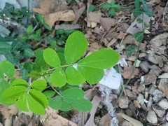 Senna obtusifolia