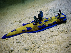Tambja verconis