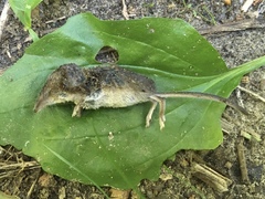 Sorex cinereus