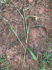 Digitaria ciliaris