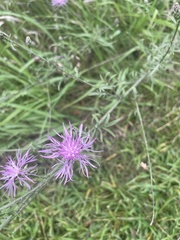 Centaurea nigrescens