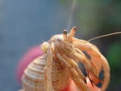 Coenobita clypeatus