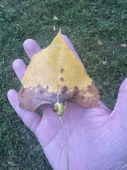 Pemphigus populicaulis