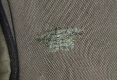 Anavitrinella pampinaria