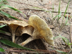 Lentinus crinitus