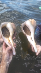 Sinistrofulgur sinistrum