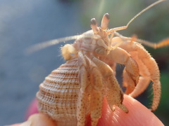 Coenobita clypeatus