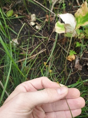 Carex rosea