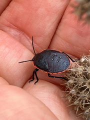 Chlorochroa ligata