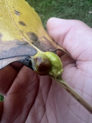 Pemphigus populicaulis