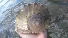 Sinistrofulgur sinistrum