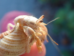 Coenobita clypeatus