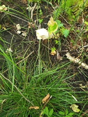 Carex rosea