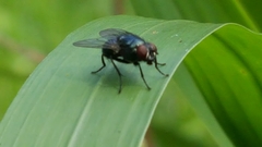 Eudasyphora